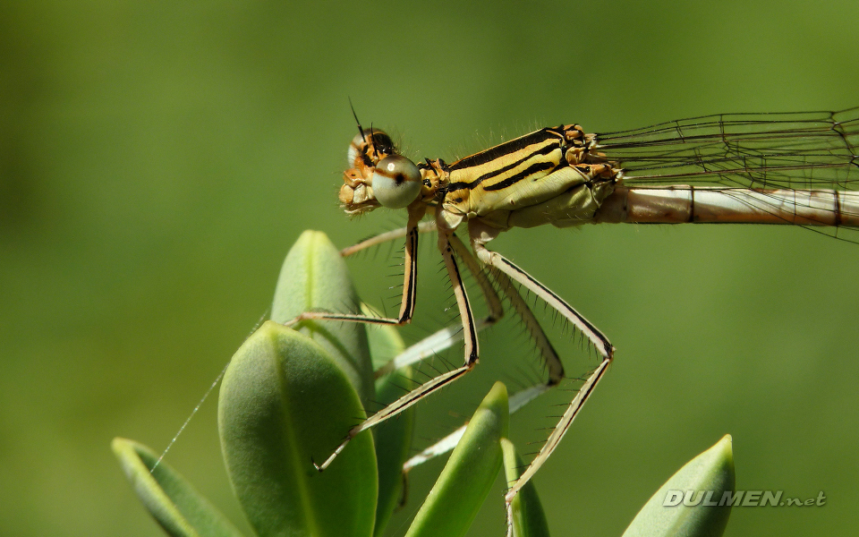 Blue Featherleg (Female, Platycnemis pennipes)